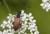 Stictoleptura maculicornis